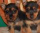 Australian Silky Terrier Puppies for sale in California St, San Francisco, CA, USA. price: NA