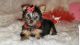 Australian Silky Terrier Puppies for sale in Barnett, MO 65011, USA. price: NA