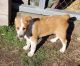 Australian Stumpy Tail Cattle Dog Puppies for sale in Molalla, OR 97038, USA. price: $500