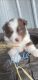 Australian Stumpy Tail Cattle Dog Puppies for sale in Ocean Shores, WA, USA. price: $950
