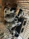 Australian Stumpy Tail Cattle Dog Puppies for sale in Albuquerque, NM, USA. price: NA