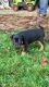 Austrian Black and Tan Hound Puppies for sale in Washington, DC, USA. price: NA