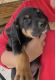 Austrian Pinscher Puppies for sale in Farmington, NM, USA. price: $300