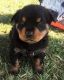 Awesome Austrian Pinscher Puppies For Sale