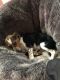 Bagel Hound  Puppies for sale in Roseville, CA, USA. price: $500