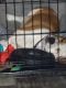 Bagel Hound  Puppies for sale in Elyria, OH 44035, USA. price: $25
