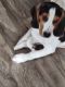 Bagel Hound  Puppies for sale in Zephyrhills, FL 33542, USA. price: $750