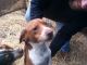 Bagel Hound  Puppies for sale in Radnor, Ohio. price: $150