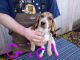 Bagel Hound  Puppies for sale in Radnor, Ohio. price: $300