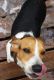 Bagel Hound  Puppies for sale in Charlotte, NC, USA. price: NA