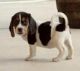 Bagel Hound  Puppies for sale in Little Rock, AR, USA. price: $500