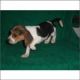 Bagel Hound  Puppies for sale in New York, NY, USA. price: NA