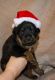 Bagel Hound  Puppies for sale in Doddridge, Sulphur Township, AR 71826, USA. price: $300