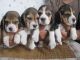 Bagel Hound  Puppies for sale in NC-150, Winston-Salem, NC, USA. price: NA