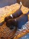 Bagel Hound  Puppies for sale in Pisgah, AL 35765, USA. price: $100