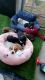 Bagel Hound  Puppies for sale in Bakersfield, CA 93308, USA. price: NA