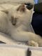 Balinese Cats for sale in Redlands, CA 92374, USA. price: NA
