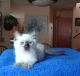 Balinese Cats for sale in Scranton, PA, USA. price: NA