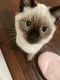 Balinese Cats for sale in Walnut, CA, USA. price: $500