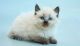 Balinese Cats for sale in Minneapolis, Minnesota. price: $550