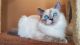 Balinese Cats for sale in Brooklyn, New York. price: NA