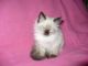Balinese Cats for sale in Coral Springs, FL, USA. price: $300