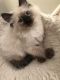Balinese Cats for sale in New Britain, CT 06052, USA. price: NA