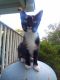 Balinese Cats for sale in 5875 Snowville Brent Rd, Dora, AL 35062, USA. price: NA