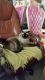 Balinese Cats for sale in Brooklyn, NY, USA. price: NA