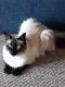 Balinese Cats for sale in Burlington, WI 53105, USA. price: NA
