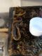 Ball Python Reptiles for sale in Toledo, OH, USA. price: $130