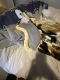 Ball Python Reptiles for sale in Xenia, OH 45385, USA. price: $350