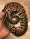 Ball Python Reptiles for sale in Poquoson, VA, USA. price: $50