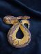 Ball Python Reptiles for sale in Tampa, FL, USA. price: $350