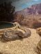 Ball Python Reptiles for sale in Suffolk, VA, USA. price: $30