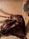 Ball Python Reptiles for sale in Newark, OH, USA. price: $600