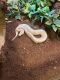 Ball Python Reptiles for sale in Fort Drum, NY, USA. price: $300