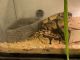 Ball Python Reptiles for sale in Auburn, NY 13021, USA. price: $350