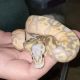 Ball Python Reptiles for sale in Hampton, GA 30228, USA. price: NA