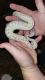 Ball Python Reptiles for sale in Hampton, GA 30228, USA. price: NA