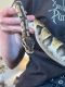 Ball Python Reptiles for sale in Oracle, AZ 85623, USA. price: $250