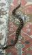 Ball Python Reptiles for sale in Wake Forest, NC 27587, USA. price: NA