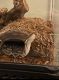 Ball Python Reptiles for sale in Huntington Beach, CA, USA. price: NA