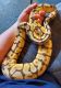 Ball Python Reptiles for sale in Logan, WV 25601, USA. price: NA