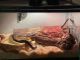 Ball Python Reptiles for sale in Clayton, NC, USA. price: NA