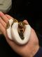 Ball Python Reptiles for sale in Huntington Beach, CA, USA. price: NA