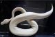 Ball Python Reptiles for sale in Toronto, ON, Canada. price: NA