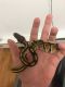 Ball Python Reptiles for sale in Orange County, CA, USA. price: NA