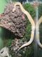 Ball Python Reptiles for sale in Huntington, WV, USA. price: NA