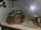 Ball Python Reptiles for sale in 8 Lucille Dr, South Setauket, NY 11720, USA. price: $50